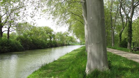 Avec les 120 000 € de dons octroyés au projet de replantation, la Fondation du Patrimoine participe à la reconstitution des paysages d’antan du canal du Midi ©Pascal Fayolle